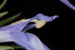 Pale spike lobelia